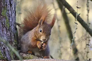 Deserted Winter Landscape Germany Drucke: Squirrel, winter, Germany