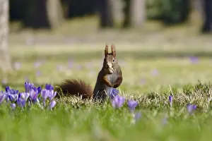 Spring In Germany Drucke: Squirrels, crocuses, winter, Germany