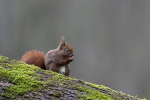 Eurasian Red Squirrel Drucke: Squirrels (Sciurus vulgaris) are very cute creatures