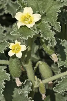 Southeast Europe Botany Drucke: Squirting Cucumber or Exploding Cucumber (Ecballium elaterium)