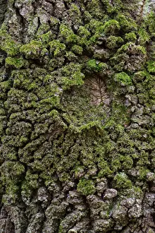 Deciduous Tree Bark Design Drucke: SStructure of the bark of an oak (Quercus)