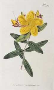 Historic Flower Illustrations Drucke: St John's wort (Hypericum)