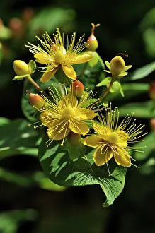 Yellow Blossom Flowers Drucke: St. John's wort (Hypericum inodorum)
