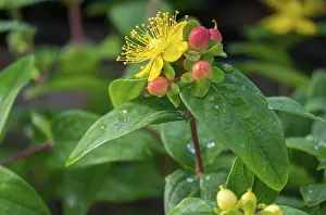 St Johns Wort Drucke: St. John's Wort (Hypericum inodorum)