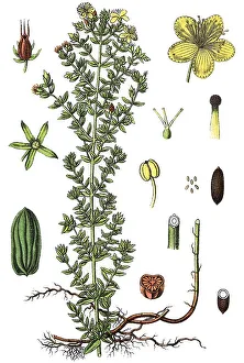 Medical Herb Images Drucke: St John's wort (Hypericum perforatum)
