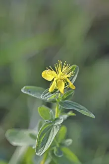 St Johns Wort Drucke: St. John's wort (Hypericum perforatum)