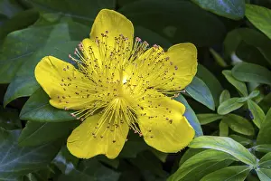 Germany Plant Life Drucke: St. John's wort (Hypericum perforatum)