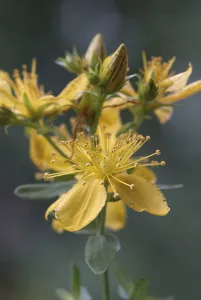 St Johns Wort Drucke: St. John's Wort (Hypericum perforatum)