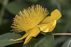 St Johns Wort Drucke: St. John's wort (Hypericum perforatum)