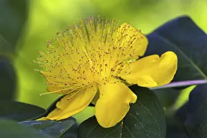 Deserted Landscape Germany Drucke: St. John's wort (Hypericum perforatum)