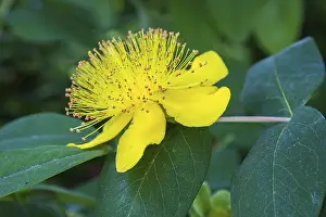 Central European Nature Scene Drucke: St. John's wort (Hypericum perforatum)