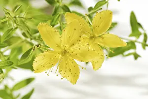 Natural Preserve Photography Drucke: St John's wort (Hypericum perforatum)