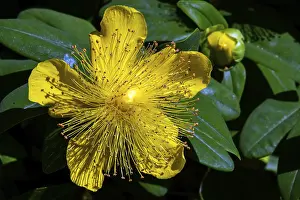 Central Europe Nature Images Drucke: St John's Wort (Hypericum perforatum)