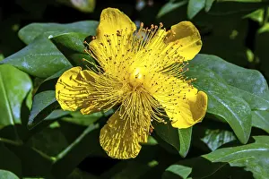 Yellow Medicinal Plant Drucke: St John's Wort (Hypericum perforatum)