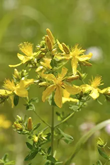 Alternative Medicine Drucke: St. John's wort hypericum perforatum
St