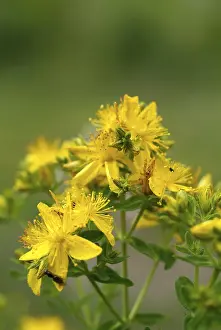 Yellow Blooming Flowers Drucke: St. John's wort hypericum perforatum
St
