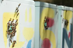 Wild Bee Conservation Drucke: Stack of colorful beehives in polystyrene