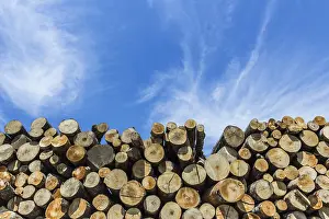 Renewable Energy Sources Drucke: Stack of cut timber logs against clear blue sky