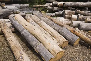 Raw Wood Material Drucke: Stack of Eastern white pine tree logs