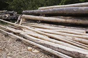 Forest Management Practices Drucke: Stack of Eastern white pine tree logs