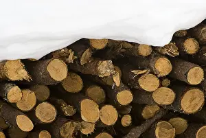 Switzerland Landscape Drucke: Stack of firewood covered in snow