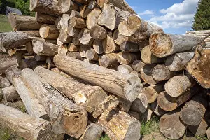 Deserted Forest Scene Drucke: Stack of sawn spruce wood