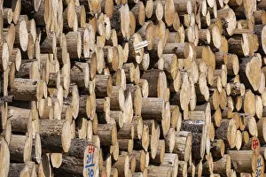 Uninhabited Forest Landscape Drucke: Stack of sawn spruce wood