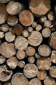 Firewood Stack Drucke: Stack of wood, Bavaria, Germany
