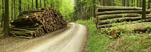 Deserted Wood Storage Drucke: Stack of wood at the forest road in spring