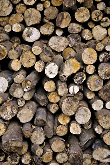 Firewood Stack Drucke: Stacked beech (Fagus) logs
