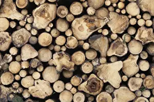 Deserted Woodland Scene Drucke: Stacked firewood