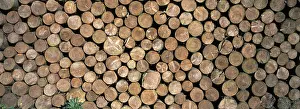 Stacked Logs Drucke: Stacked logs