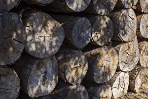 Stacked Tree Trunks Drucke: Stacked tree trunks