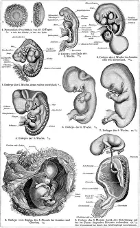 Female Reproductive System Anatomy Drucke: Stages of human development in the womb