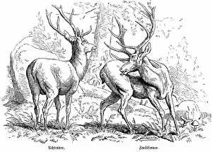 Historical Hunting Scenes Drucke: Stags, Eights and Twelve in the Forest