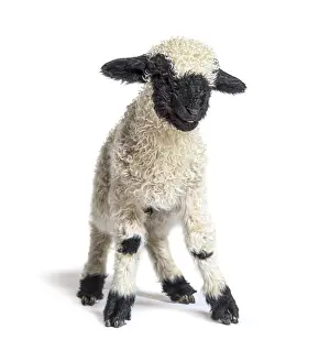 Cute Lamb Drucke: Standing Lamb Blacknose sheep looking at the camera