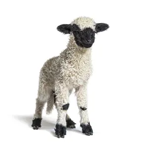 Agriculture Photography Drucke: Standing Lamb Blacknose sheep looking at the camera