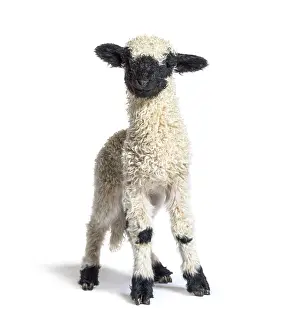 Young Livestock Drucke: Standing Lamb Blacknose sheep looking at the camera