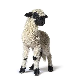 Livestock Photography Drucke: Standing Lamb Blacknose sheep looking at the camera