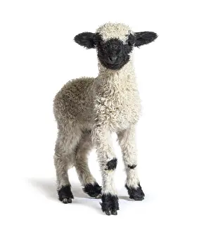 Agriculture Photography Drucke: Standing Lamb Blacknose sheep looking at the camera