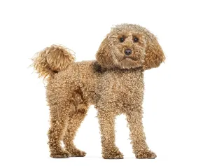 Studio Photography Dogs Drucke: Standing Poodle looking at the camera