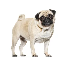 Purebred Dog Studio Shot Drucke: Standing Pug looking at he camera against white background