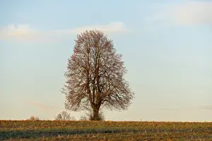 Swabian Jura Landscape Drucke: A standing tree in a field against a blue sky