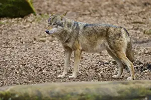 Canis Lupus Natural Habitat Drucke: A standing wolf on leafy ground in alert pose