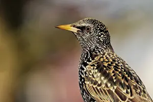 Central Europe Bird Photography Drucke: Star in the evening light
