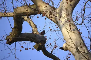 Central European Winter Drucke: Star on a tree, winter, Germany