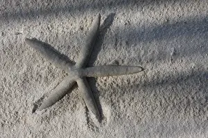 Echinidermata Drucke: Seestern auf einem Strand.