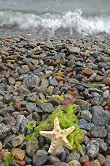 Echinidermata Drucke: Seesterne auf einem Kieselstrand