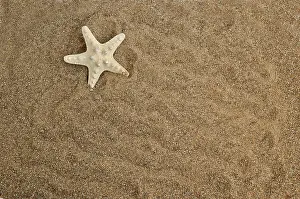 Echinidermata Drucke: Sternhaufen auf einem Sandhintergrund