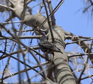 Drucke von Sternschnäpper auf den Ästen eines Baumes. Frühling in der Natur Verwandte Bilder Drucke: Sternschnäpper auf den Ästen eines Baumes.